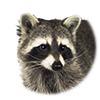 Raccoon